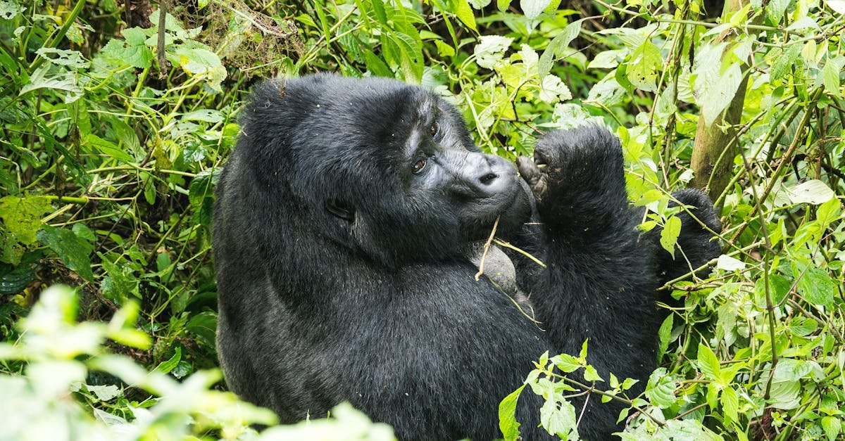 Bwindi Gorillas