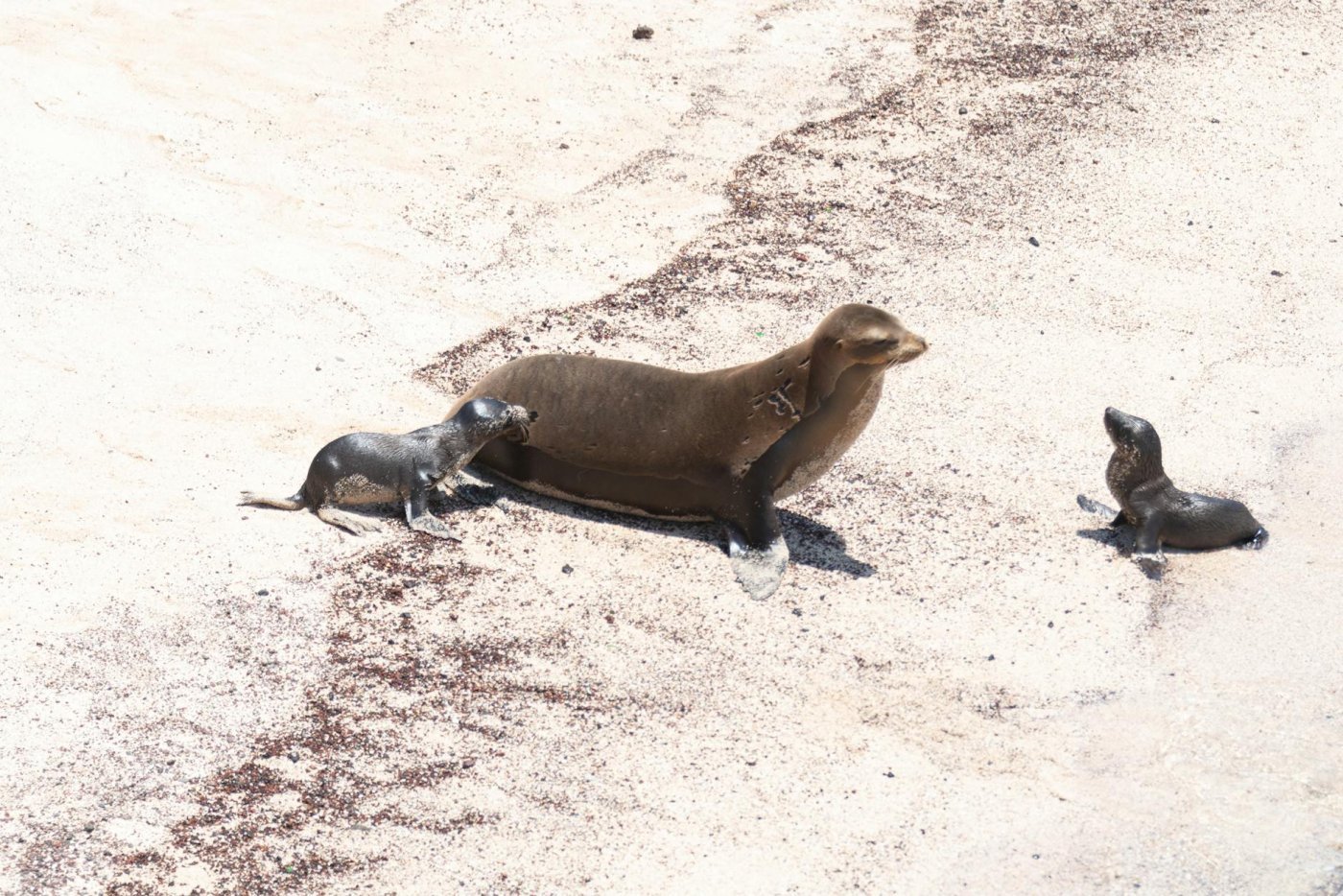 Galápagos