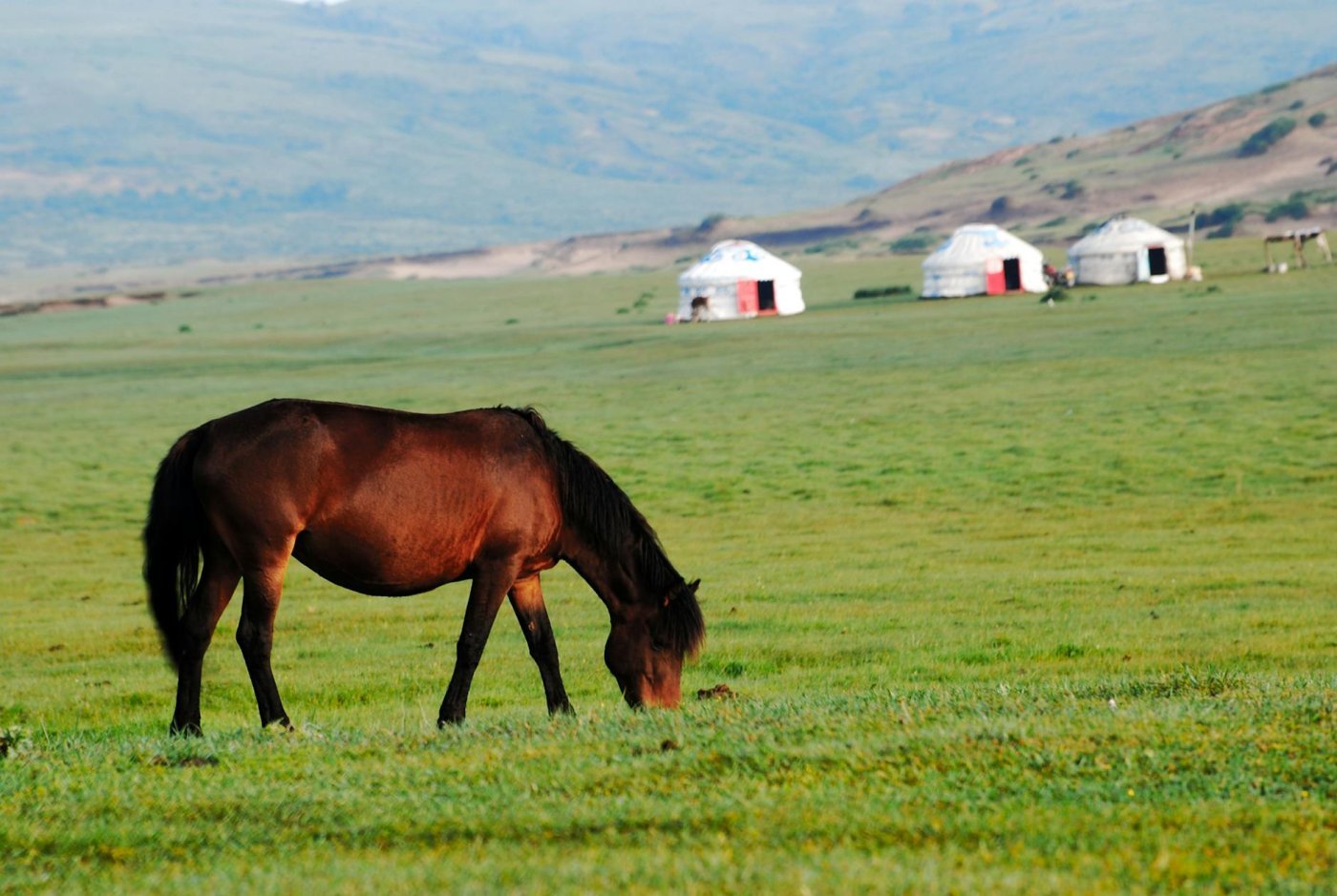 Mongolian Steppe, Mongolia