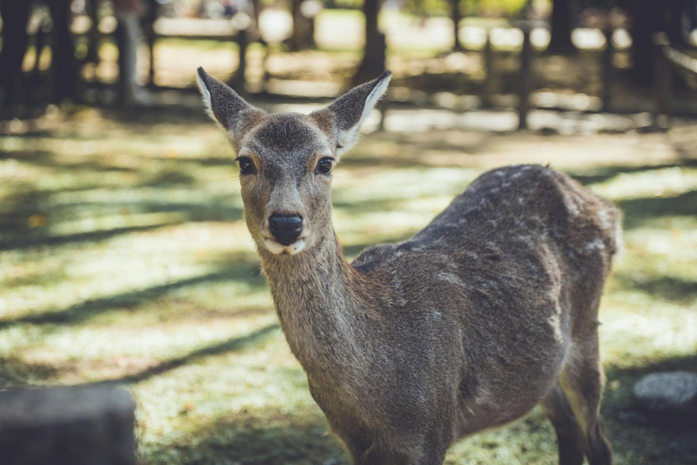 Nara, Japan